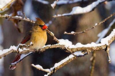 A pale red and brown female cardinal sits perched on a snowy tree limb.